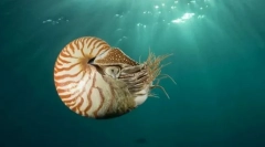 Зошто molluscs jet мотор?